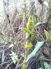 Elaphoglossum cuspidatum