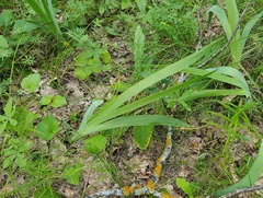 Iris aphylla, photograph (c) Мирослав Соболев, some rights reserved (CC BY)
