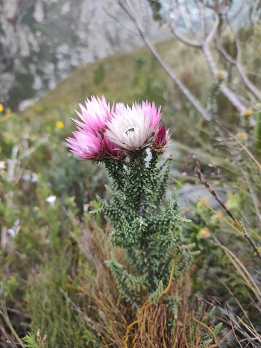 Phaenocoma prolifera, photograph 4