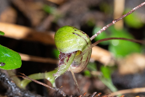 Corybas vitreus, photograph 3