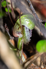 Corybas vitreus, photograph (c) Alan Bell, some rights reserved (CC BY)