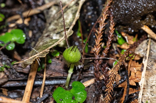 Corybas vitreus, photograph 2