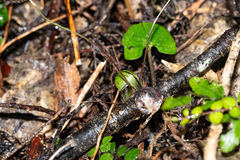 Corybas vitreus