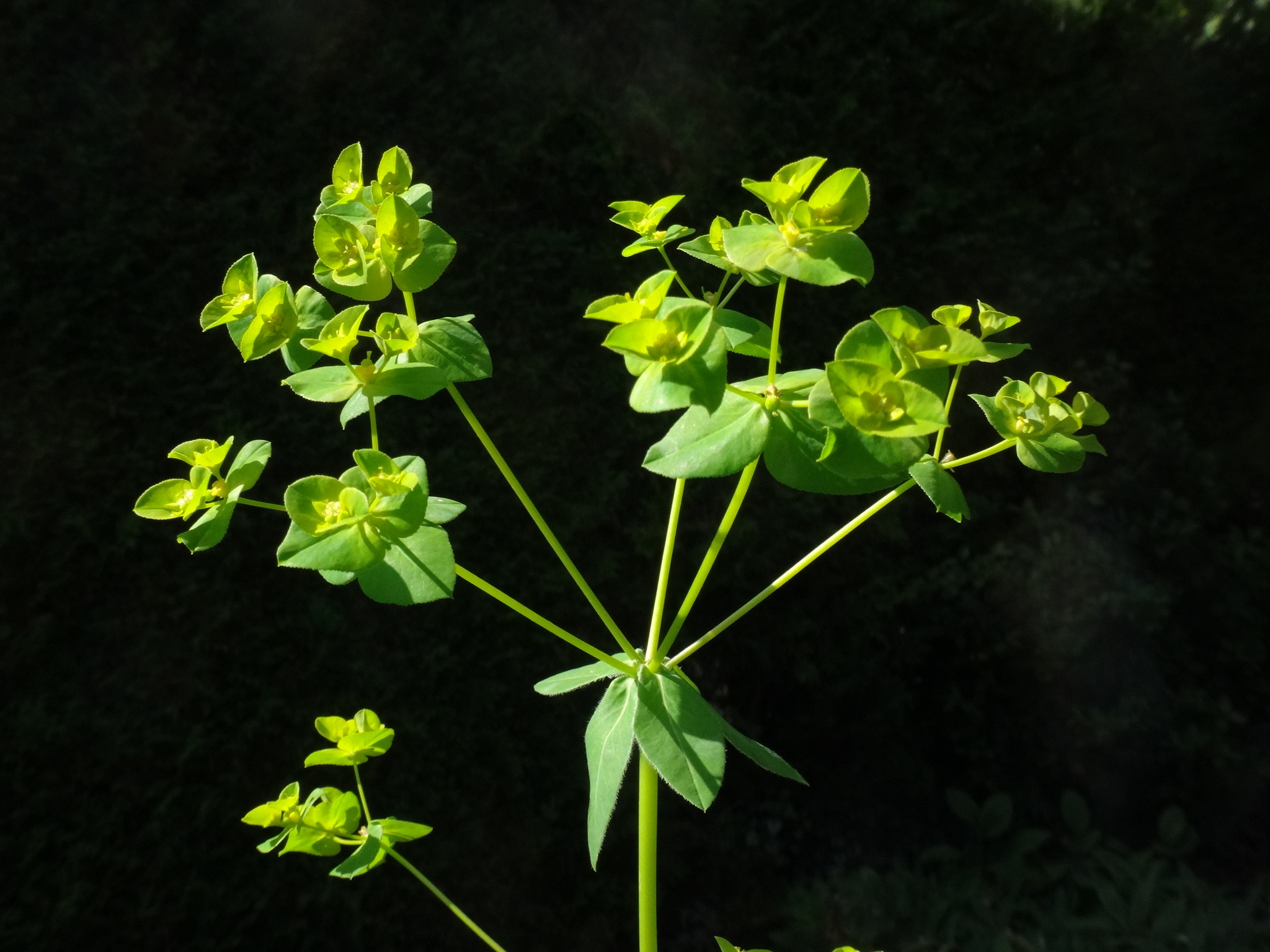 Euphorbia platyphyllos