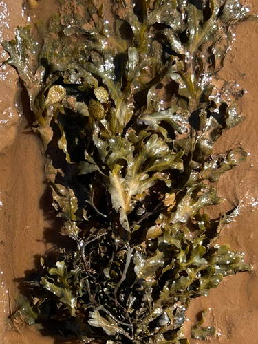 Spiral Wrack