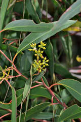 Eucalyptus macrorhyncha