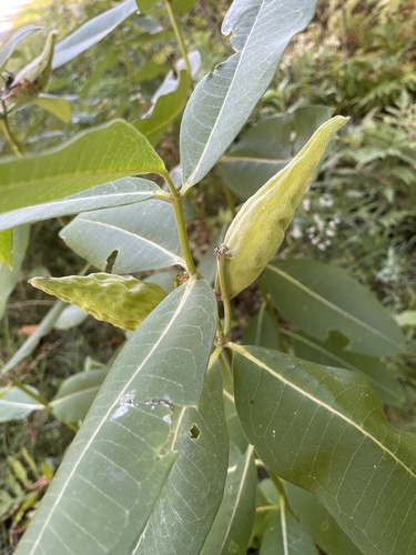 common milkweed