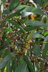 Eucalyptus macrorhyncha