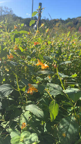 common jewelweed
