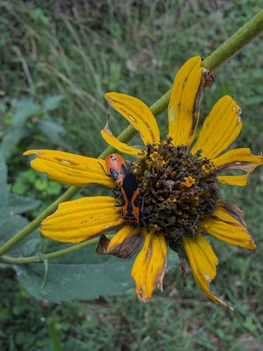 False Milkweed Bug