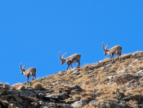 Alpine Ibex