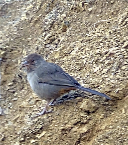 iNaturalist observation photo of California Towhee