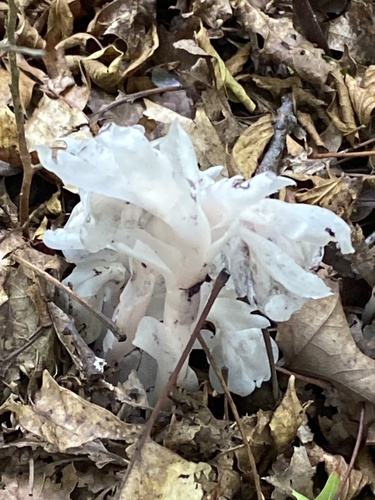 Ghost Pipe