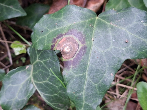Boeremia hedericola, 2026-09-23