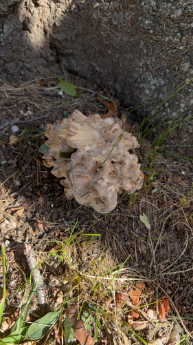hen of the woods