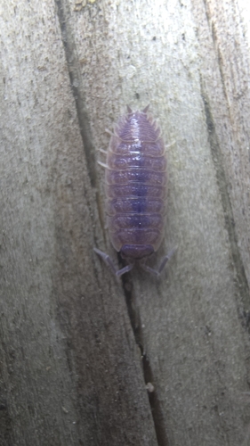 Common Rough Woodlouse