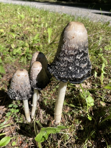 Shaggy Mane