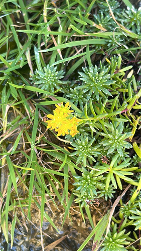 Yellow Saxifrage