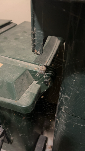 Cross Orbweaver
