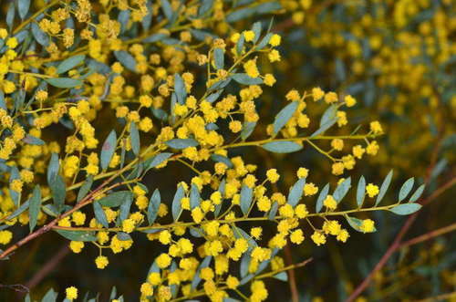 Image of Acacia buxifolia by (c) Chris Lindorff, some rights reserved (CC BY)