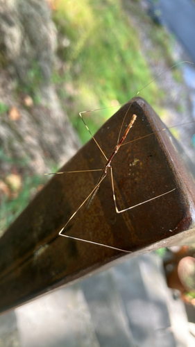 Emesaya brevipennis
