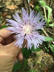 Stokesia laevis