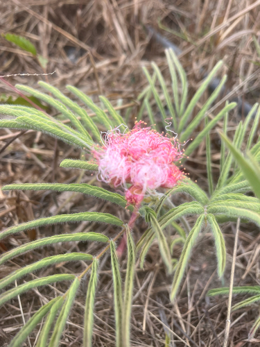 Calliandra dysantha