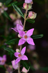 Boronia glabra