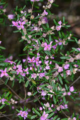 Boronia glabra