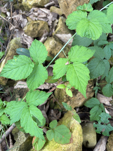 black raspberry