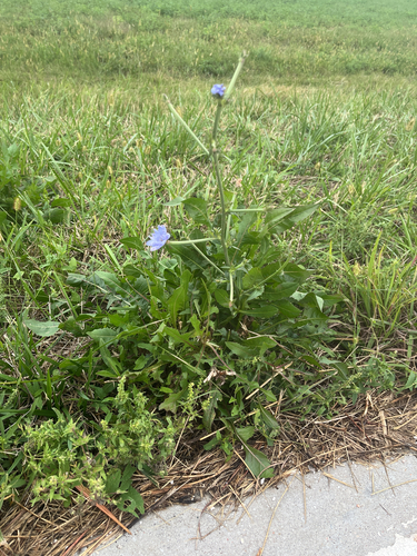 chicory