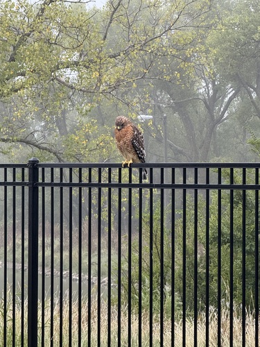 Red-shouldered Hawk