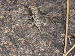 Agamidae