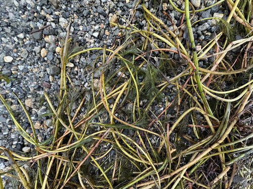 Myriophyllum spicatum, photograph 6