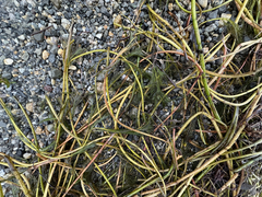 Myriophyllum spicatum, photograph author not stated, no rights reserved