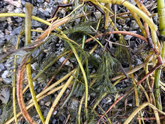 author not stated, no rights reserved Myriophyllum spicatum, photograph author not stated, no rights reserved