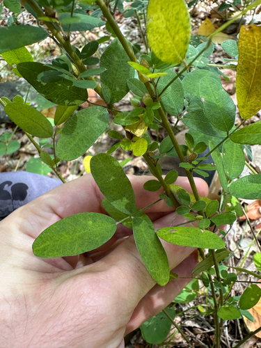 Lespedeza violacea, photograph 5