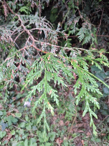 Thuja plicata, photograph 4