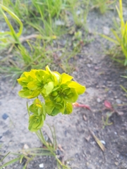 Euphorbia helioscopia