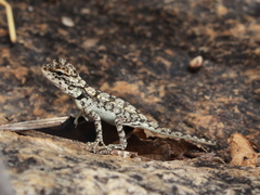 Agamidae