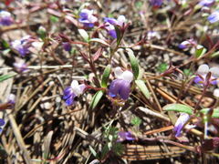 Collinsia torreyi wrightii