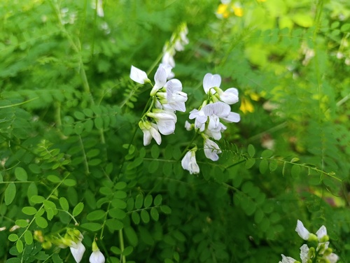 Vicia sylvatica, photograph 4