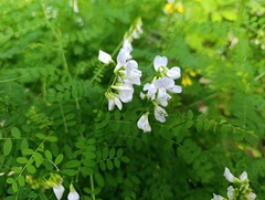 Vicia sylvatica, photograph (c) Мирослав Соболев, some rights reserved (CC BY)