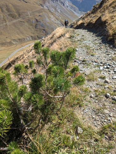 mountain pine