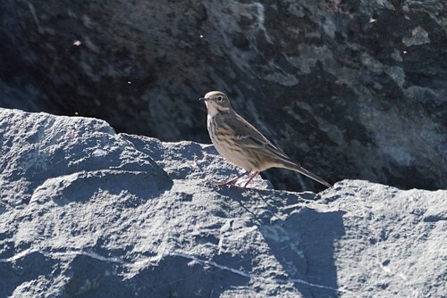American Pipit