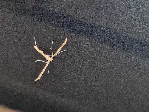 Morning-glory Plume Moth