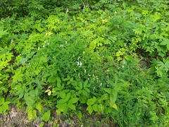 Vicia sylvatica, photograph (c) Мирослав Соболев, some rights reserved (CC BY)