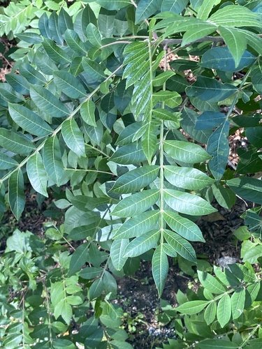 shining sumac