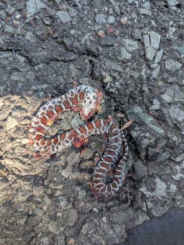 Eastern Milksnake