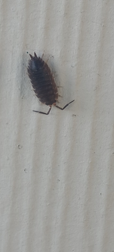 Common Rough Woodlouse